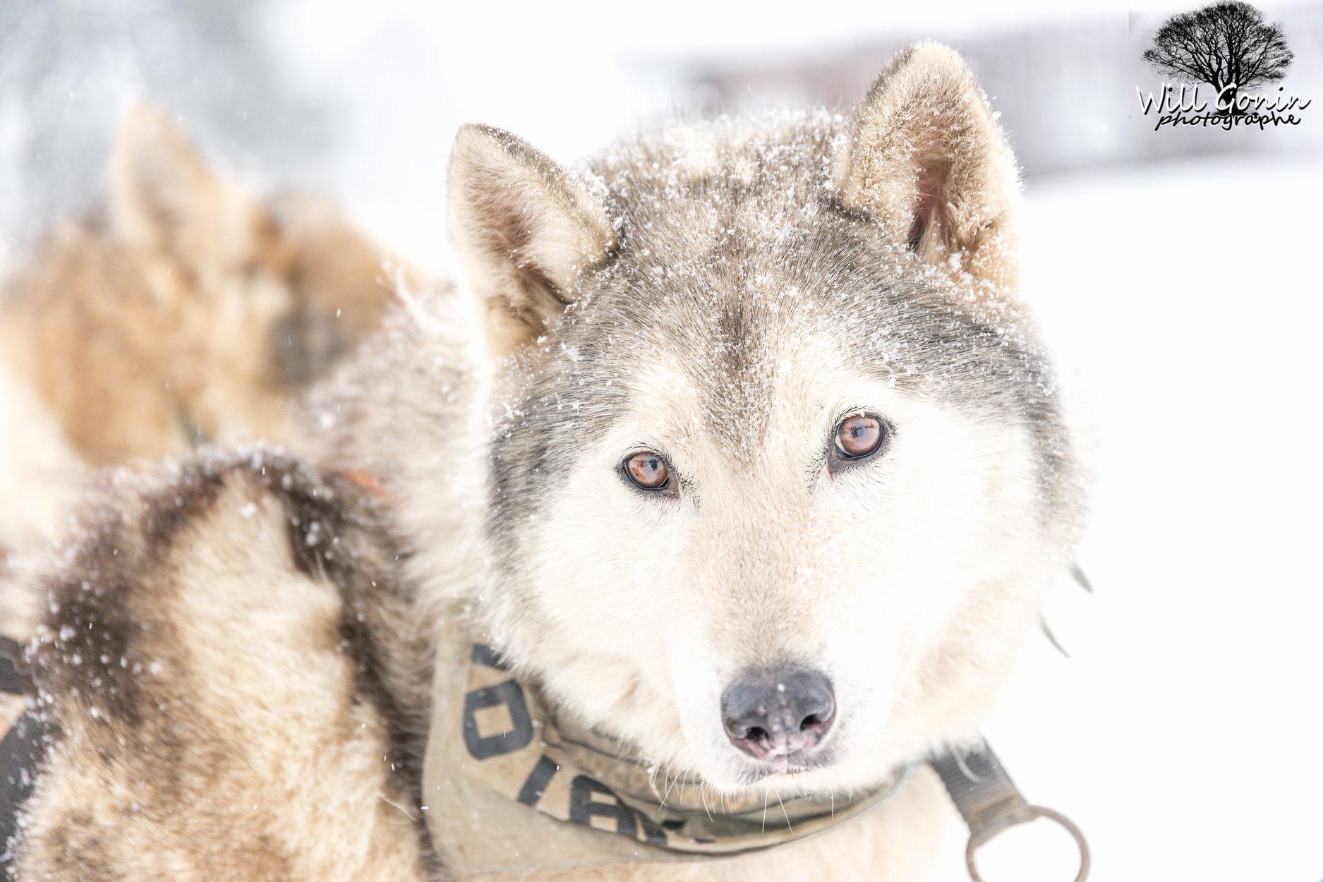 Course internationale de chiens de traîneaux - hiver - Les Mosses