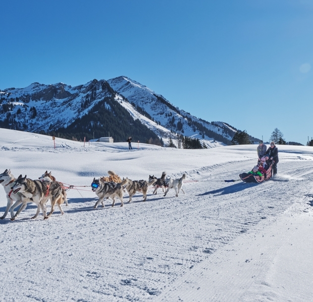 Chiens de traîneau - Col des Mosses