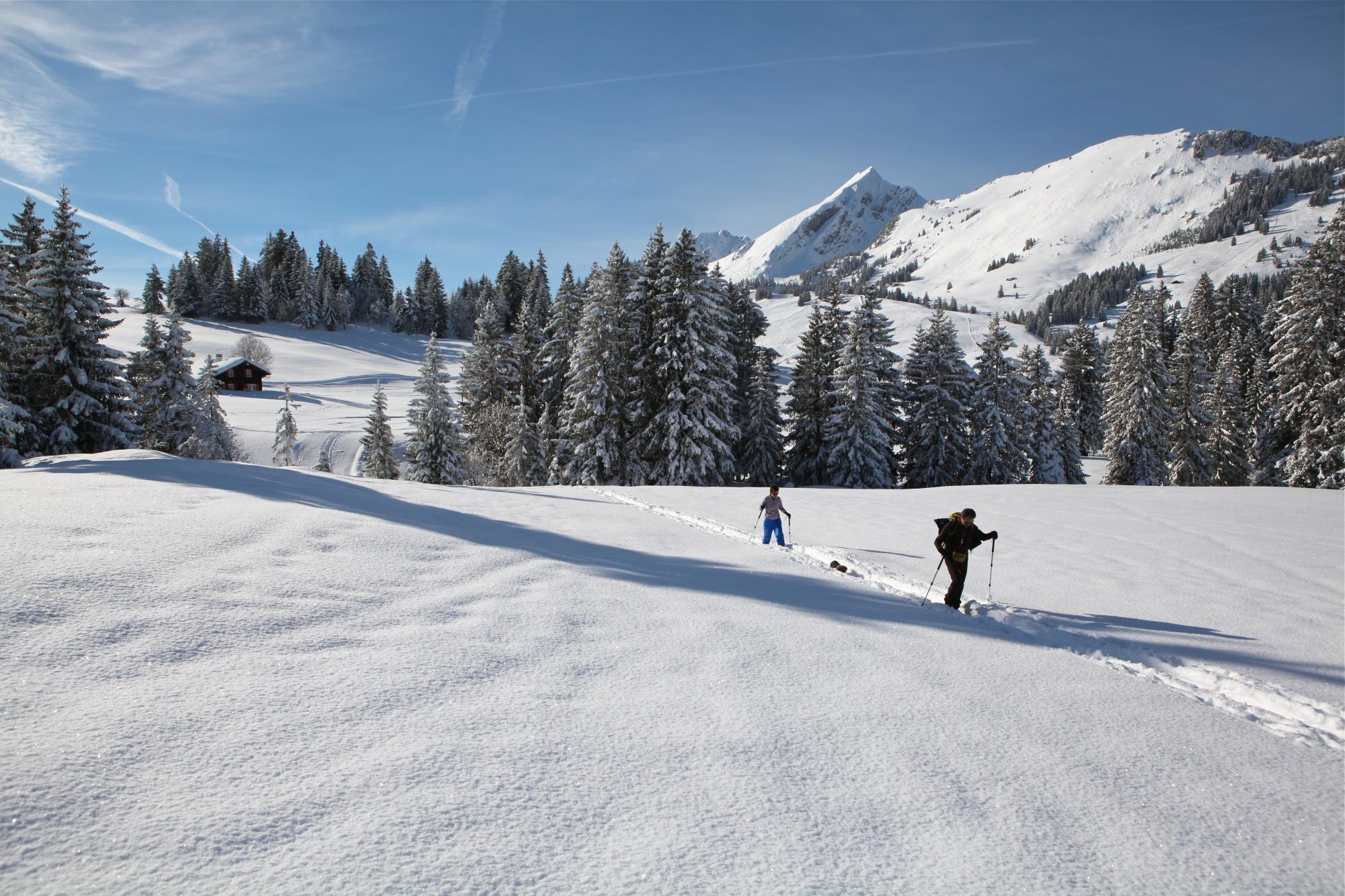 Les mosses raquettes Clearance