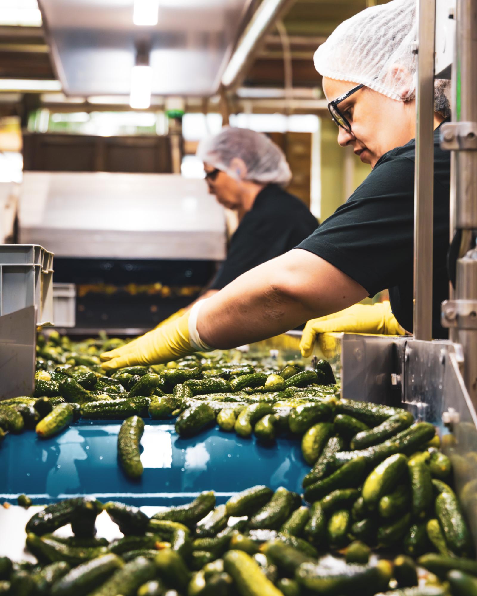 Pickle sorting - Reitzel plant - Aigle - 2025