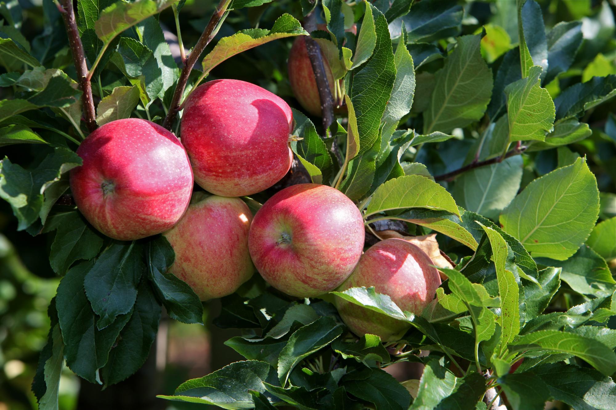 Pommes non cueillies, entourées de feuillage, dans les vergers d’Aigle et d’Yvorne