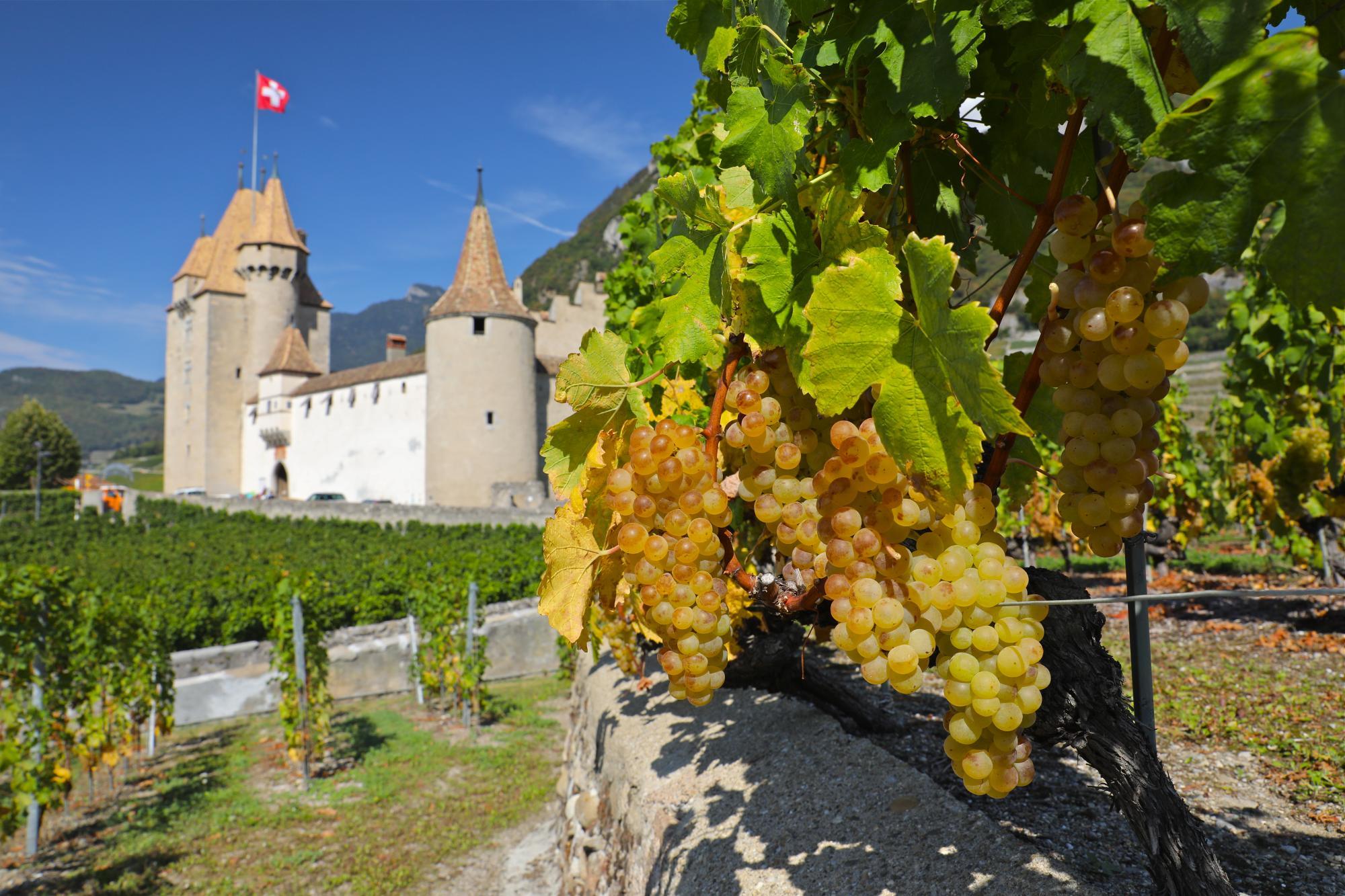Top 5 des expériences savoureuses à Aigle  