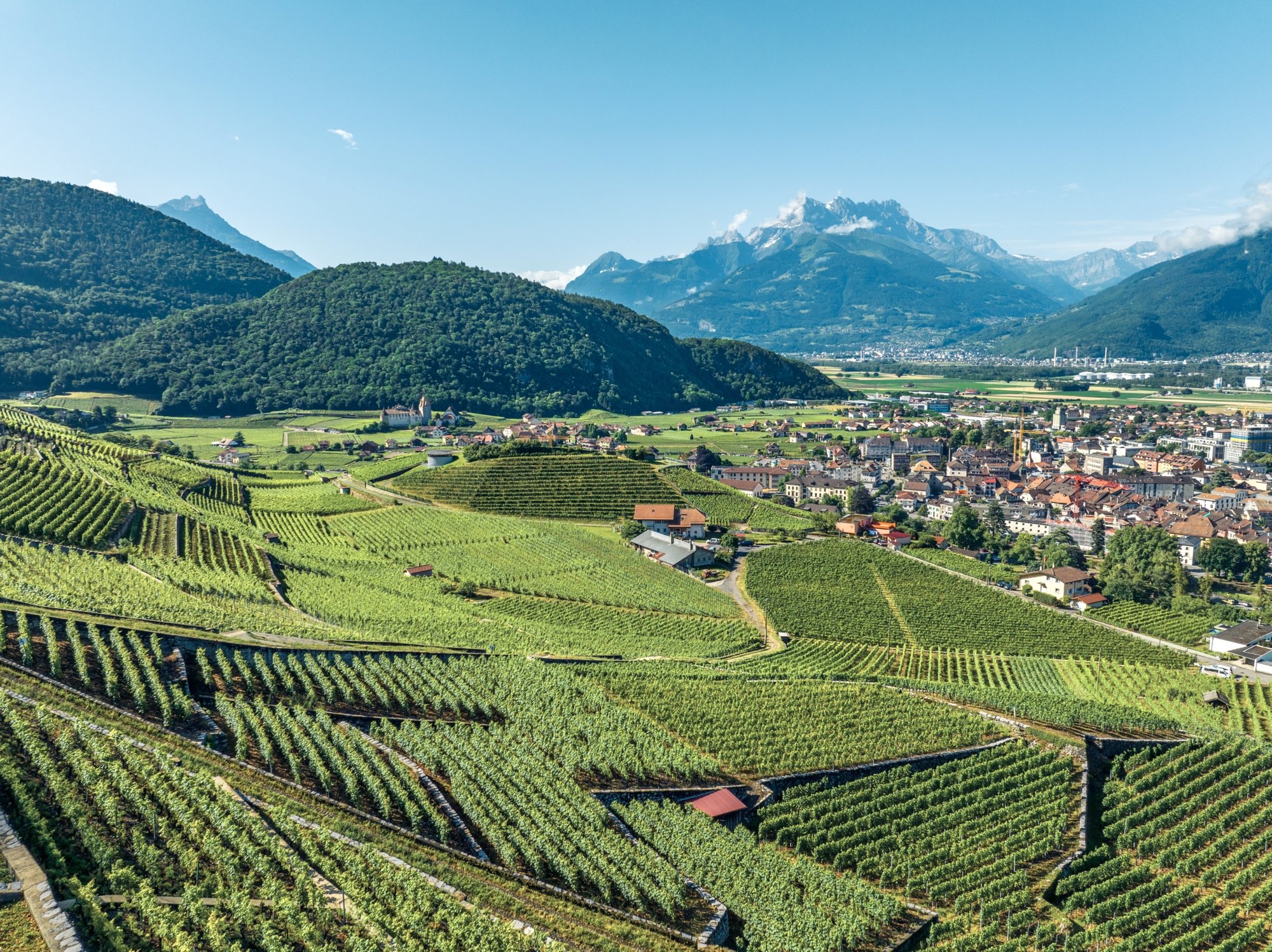 Die Hänge von Aigle, Wiege des Chasselas 