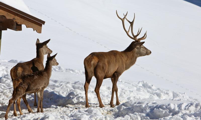 Deer Park - winter - Leysin