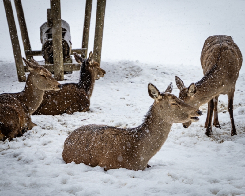 Parc à biches - hiver - Leysin