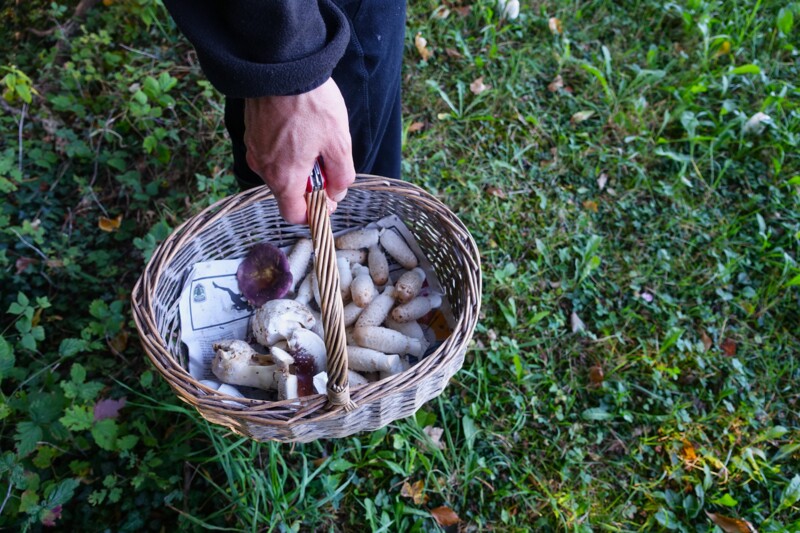 Leysin Mushroom Walk 2026