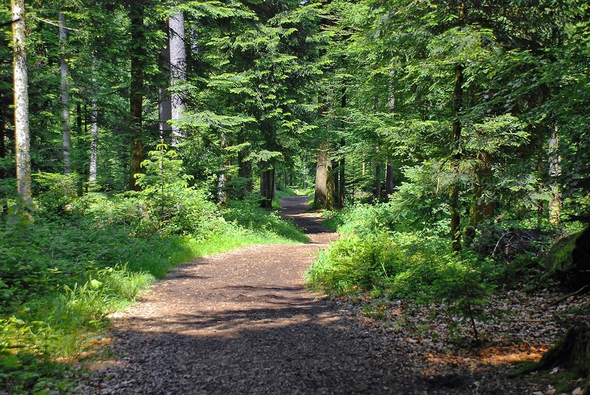 Mauvernay – Hiking trails – Helsana trails