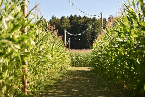 Into-th-Corn-Festival-Mezieres-2024