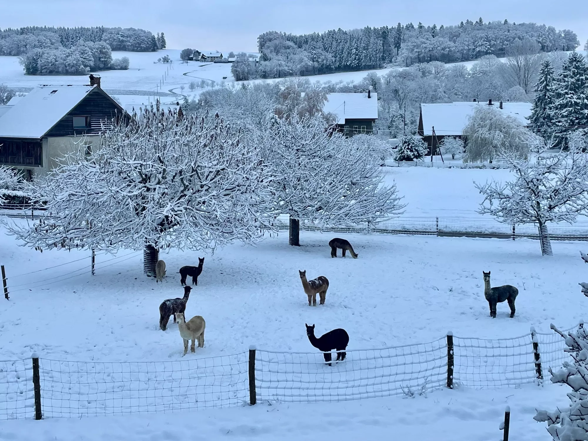 Alpagaga-hiver_img_7293-c-Ferme Tenthorey