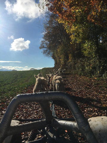 Arco-mushing-team_automne_2020