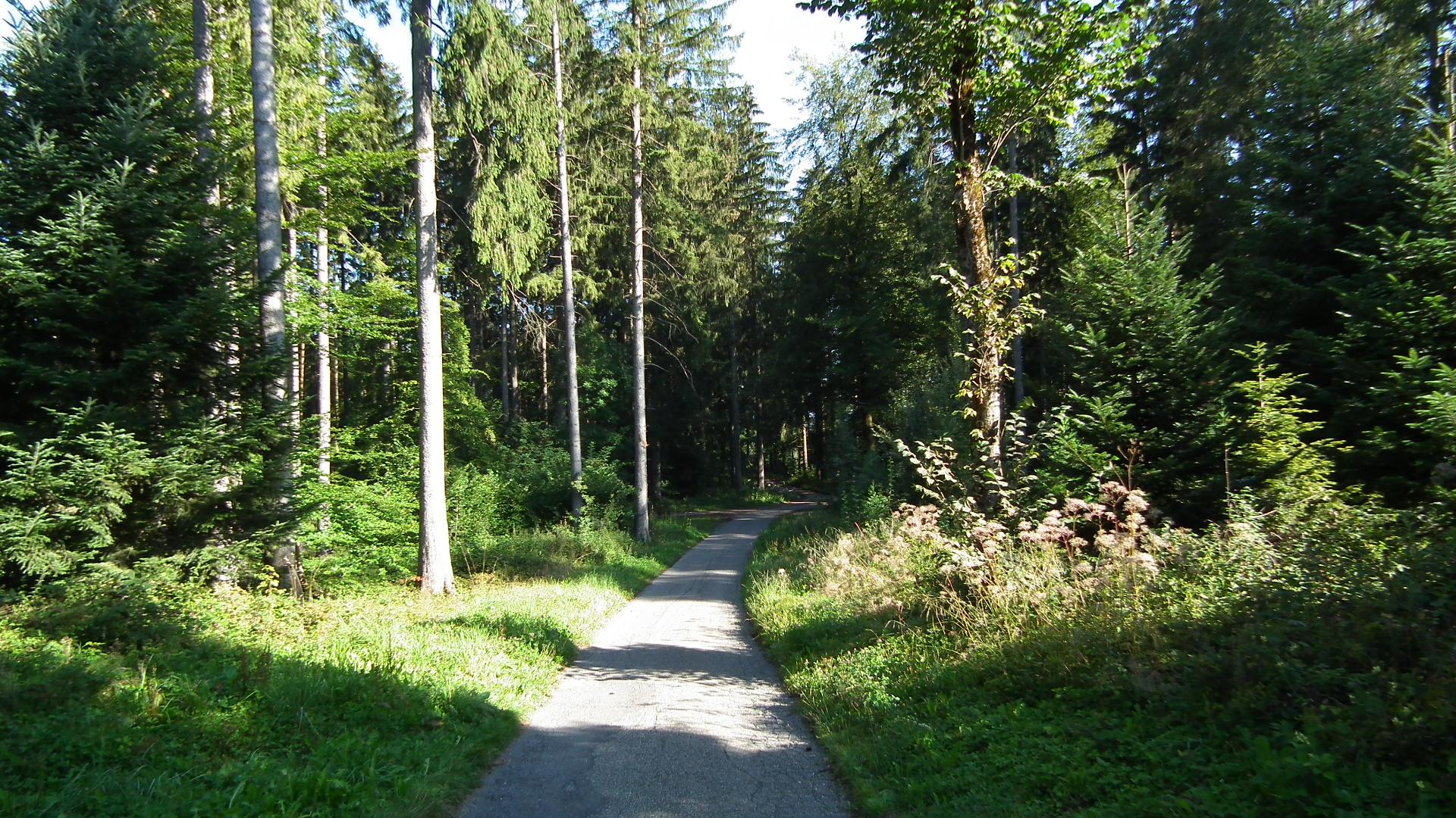 Sentier-foret_Sentier des sources (51)