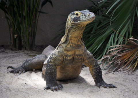SERVION_dragon Komodo-tropiquarium