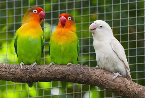 EVENT-Bourse_expo des oiseaux