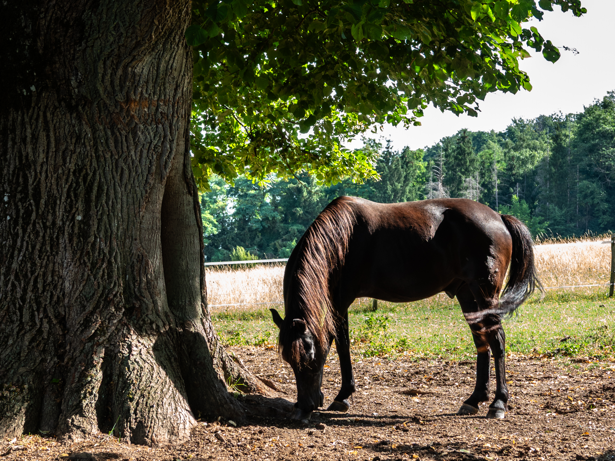 Marnand_château_animaux-ferme