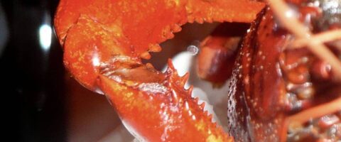 EVENT-theatre-du-jorat_henry