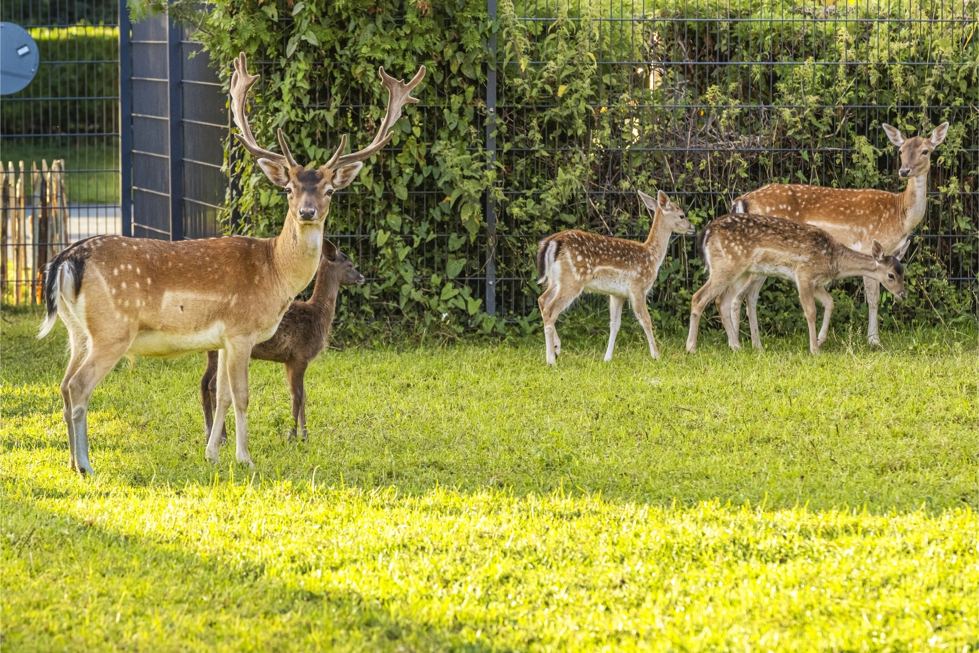 Moudon_Parc aux biches_2025_WEB-c-Commune de Moudon-DJI.jpg