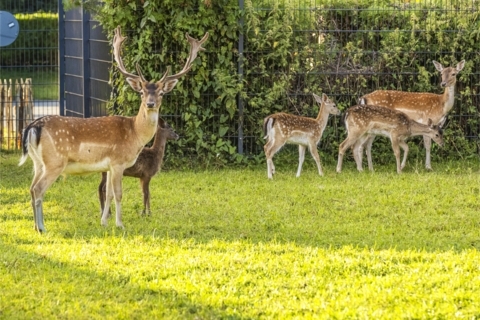 Moudon_Parc aux biches_2025_WEB-c-Commune de Moudon-DJI.jpg