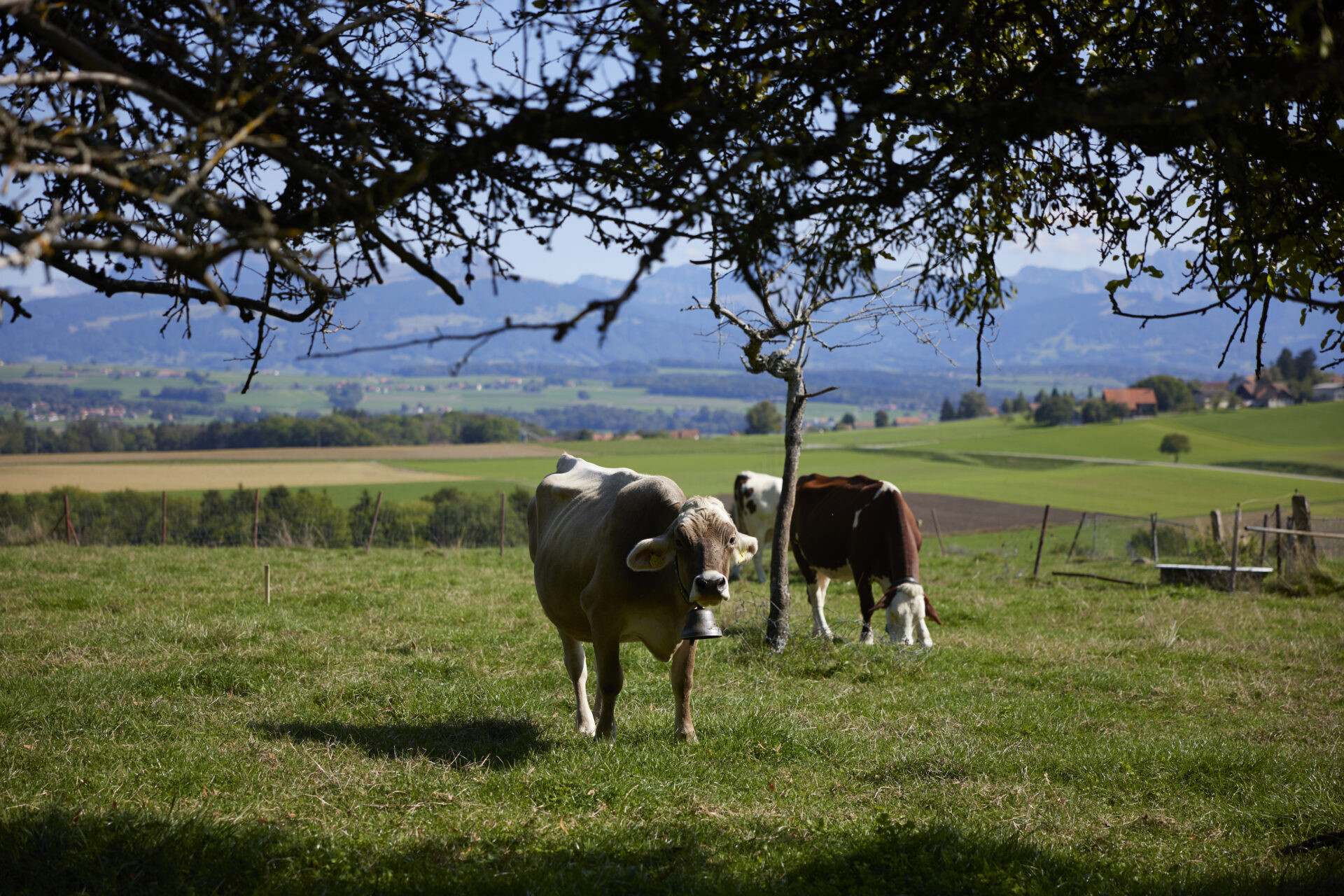 M&eacute;zi&egrave;res_th&eacute;&acirc;tre-du-Jorat_vache_2026_c-th&eacute;&acirc;tre du Jorat.jpg