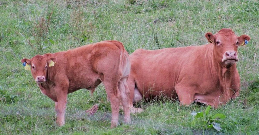 Direct ferme henry - vaches.jpg
