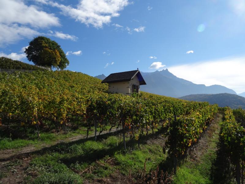 Dents du midi - Anex vins