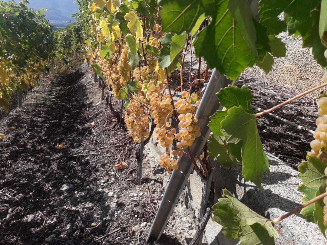 The Wines of Pierre and Michel Anex