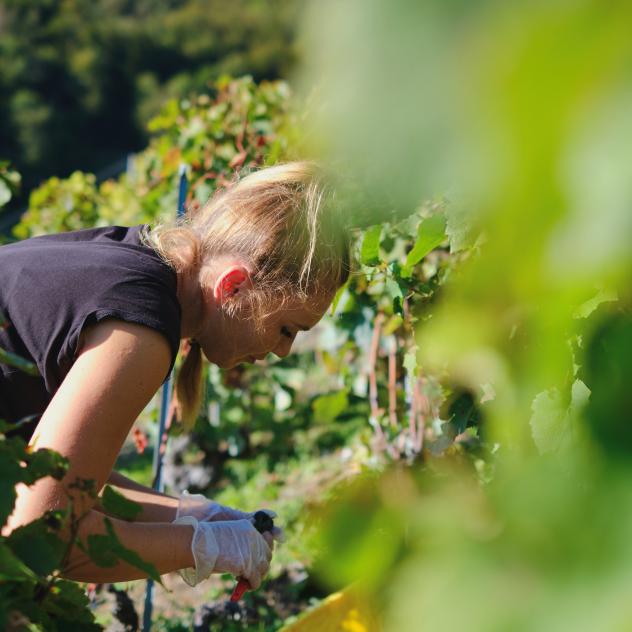 Guided tour of Ollon and its winegrowers