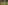 Schatzsuche – Der Luchs und der Salamander
