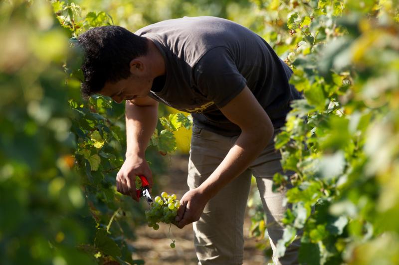 Vignes d'Ollon