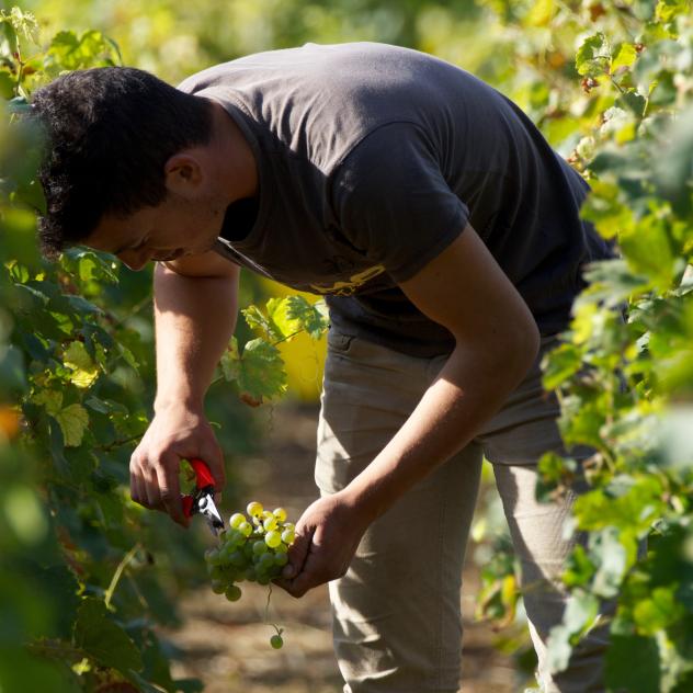 The vineyards of Bex