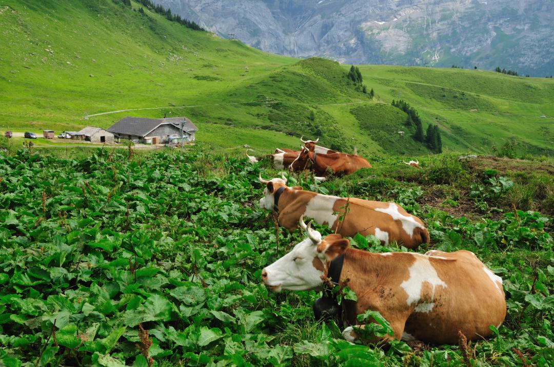 Vache à Isenau