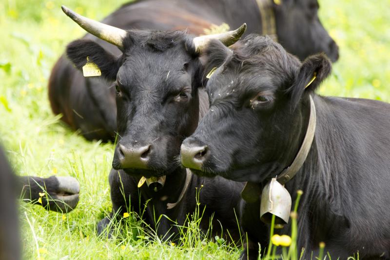 Vaches d'Alpage
