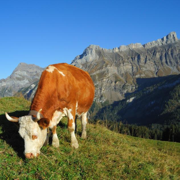 Fond des Joux mountain pasture