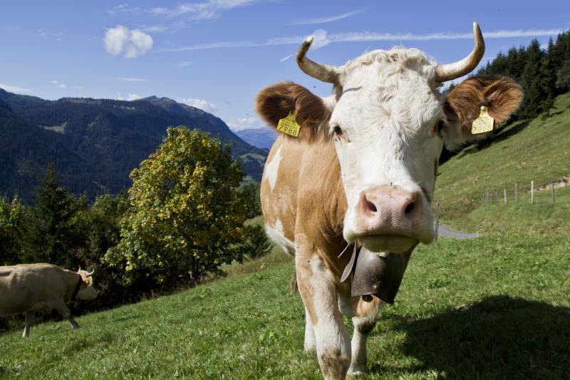 Cow