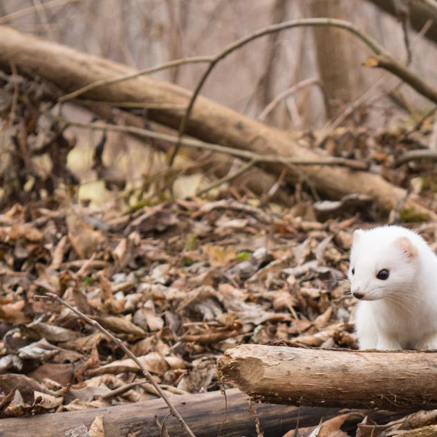 Treasure hunt - The ermine