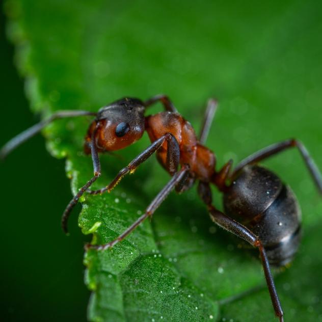La salamandre "À la rencontre des fourmis" (Encounters with ants)