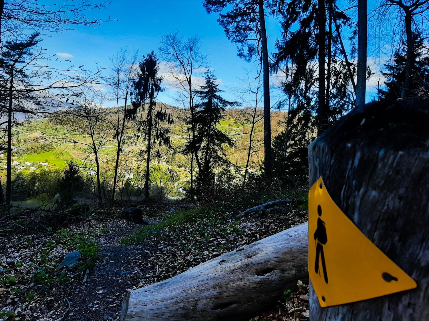 La forêt des Monts-sur-Bex
