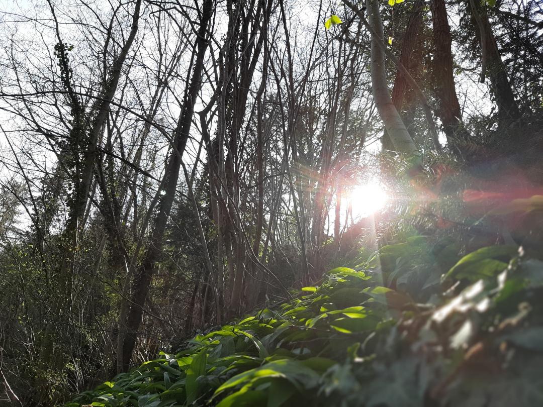 La forêt des Monts-sur-Bex