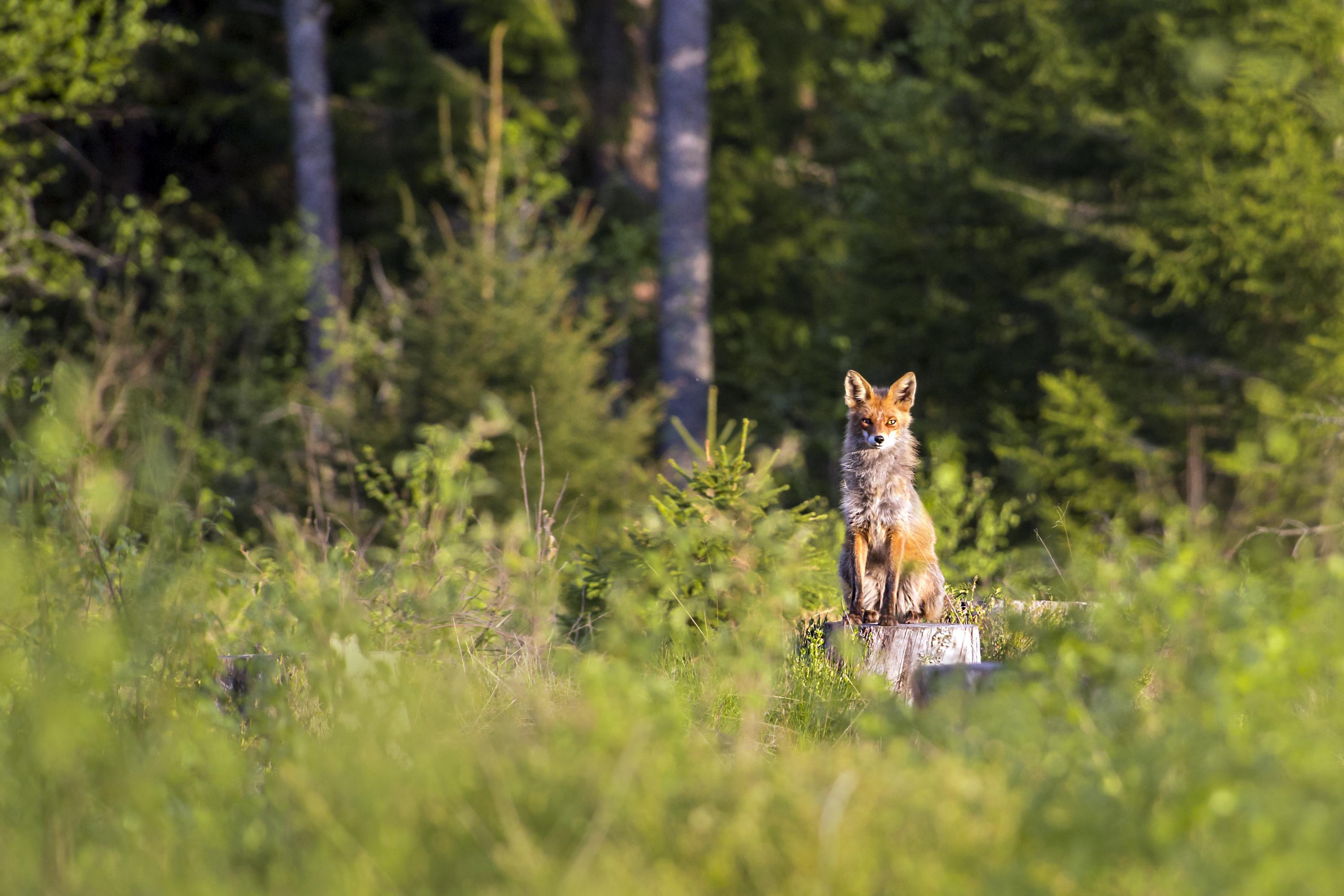 Chasses au trésor et sentiers ludiques aux Diablerets