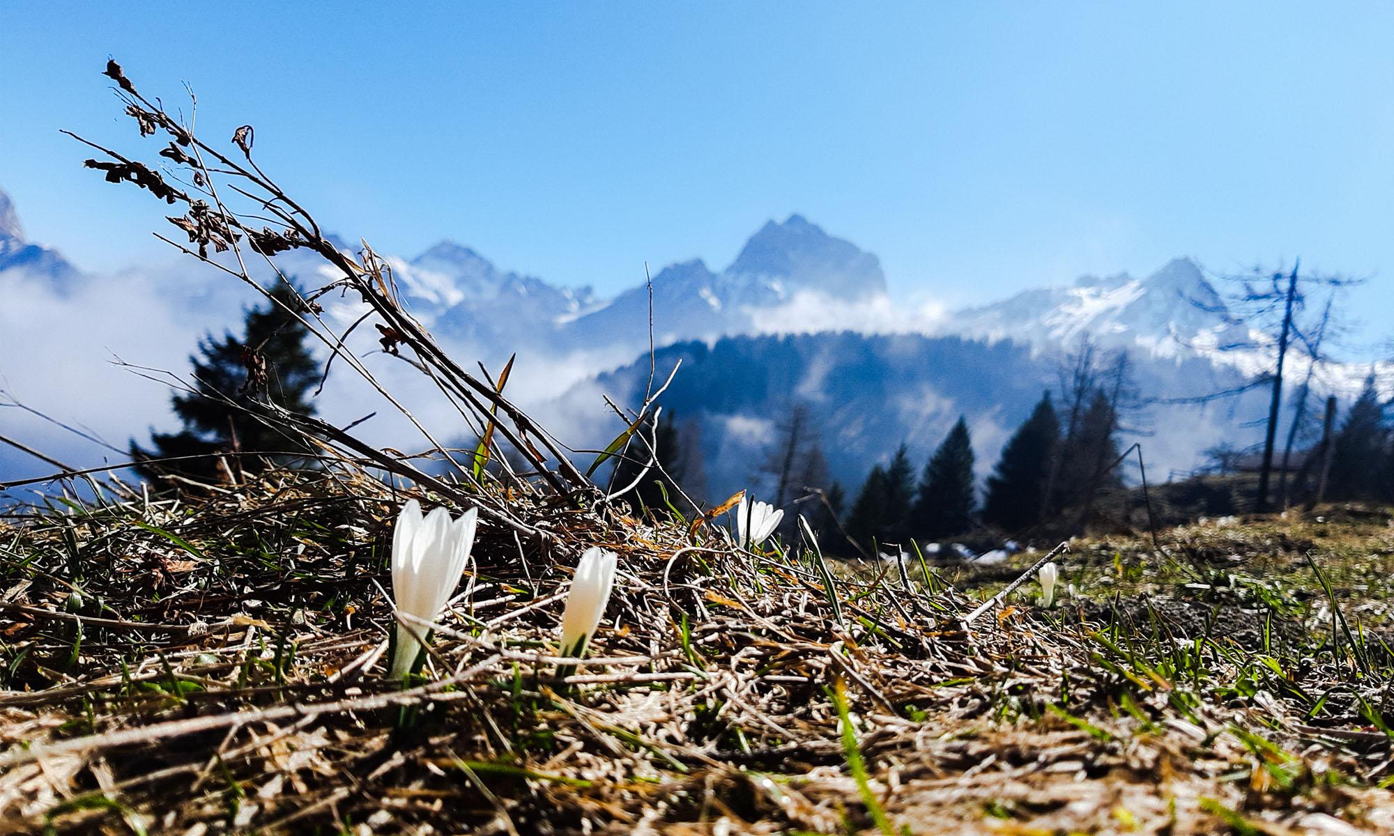 Javerne crocus - Bex - printemps - Sylvie Berger