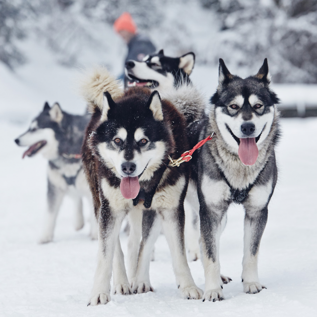 Sled dog races