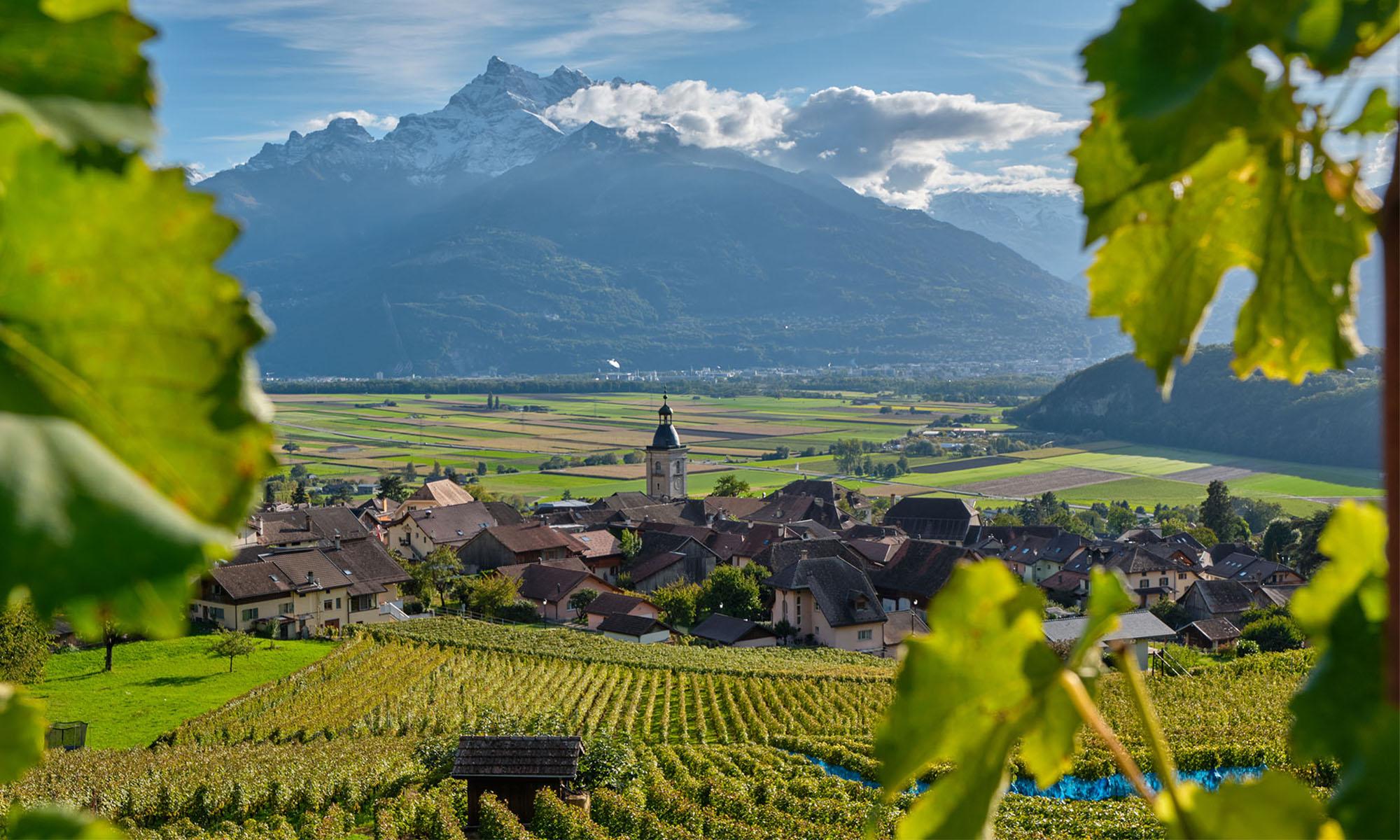 The vineyards of Ollon