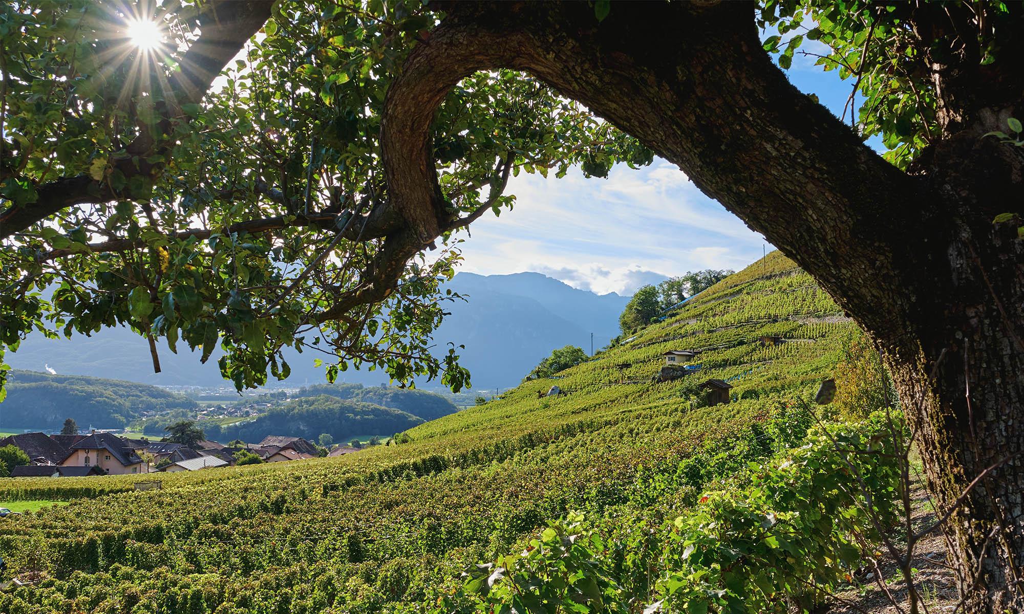 Vineyards, vineyards and more vineyards!