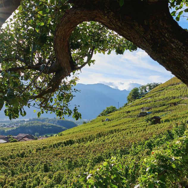 Wine and vineyards