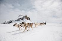Sled dogs - Glacier 3000