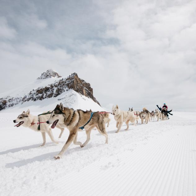 Sled dogs - Glacier 3000