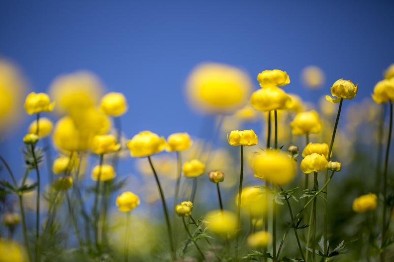 Plantes de montagne