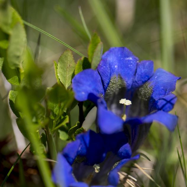 Summer treasure hunt - Meet the trees and plants