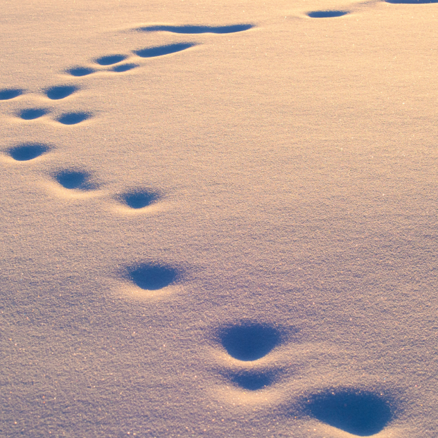Balade guidée en raquettes "Les Animaux en Hiver"