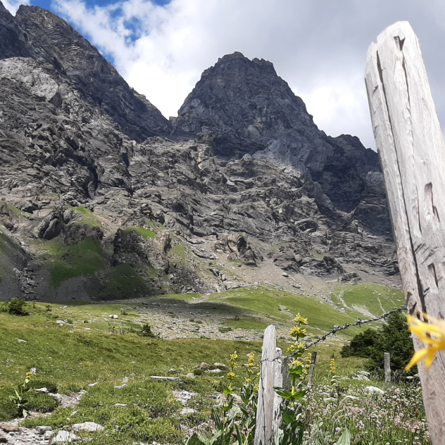 Guided walk with  on the theme of medicinal herbalism