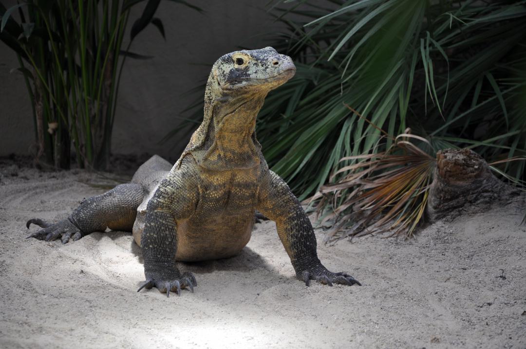 20% | Le Tropiquarium de Servion